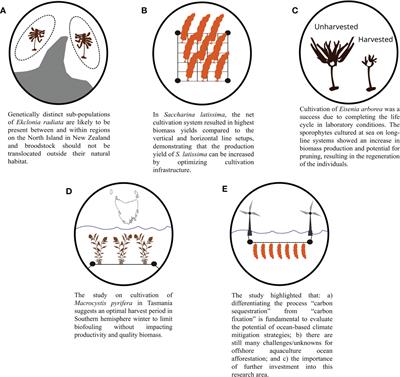 Editorial: Sustainable seaweed aquaculture: Current advances and its environmental implications
